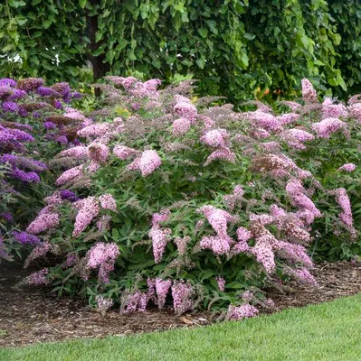 Obrázek produktu pro Buddleja davi. ''Růžová kaskáda'' 25-30 cm Motýlí šeřík Letní šeřík - šeřík ostruhatý