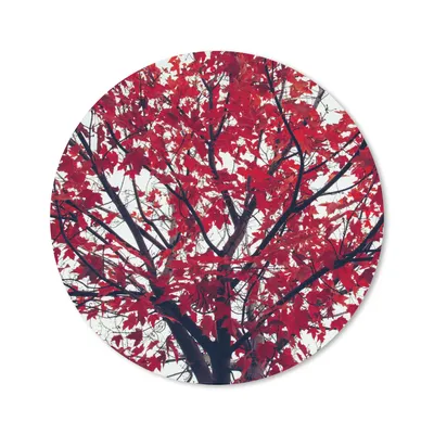 Produktbild von MuchoWow® Mauspad Mousepad Ahorn - Blätter - Herbst - Natur 20x20 cm - Mousepads - Maus Mat - Pad - Mausunterlage - Schreibtischmatte