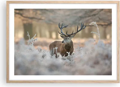 Produktbild von Gerahmtes Poster - Rahmen in heller Eiche - Hirsch Wald Natur - 70x50 cm - Wand Bild - Wanddeko - Wandbilder - Wandposter - Bilderrahmen - Bilder - Kunstdruck - Wandbild - P2NAA70x50-3744