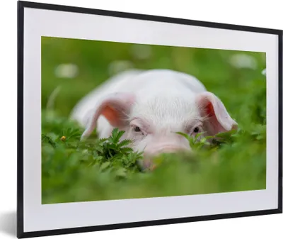 Produktbild von MuchoWow® Gerahmtes Poster Schwein - Tiere - Groß 60x40 cm - Poster mit Schwarzem Bilderrahmen Wandposter Rahmen Foto Bilder - Schlafzimmer - Plakat in Rahmen - Drucken
