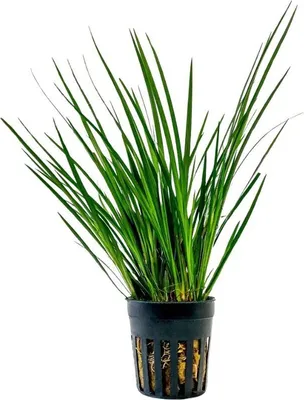 Produktbild von Terrarium Pflanze Acorus gramineus Paludarium Regenwald Pflanzen AquaOne Nr.401T