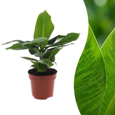 Zdjęcie produktu dla Musa Oriental Dwarf – banan karłowaty - 30cm - Ø12cm