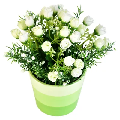 Productafbeelding van Witte roosjes in een keramische pot, diameter 23/24 cm