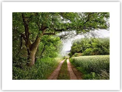 Produktbild von Poster - Poster ohne Rahmen - Pfad Natur Wald Grün - 40x30 cm - Wand Bild - Wanddeko - Wandbilder - Kunstposter - Wandposter - Bilder - Kunstdruck - Wanddekoration - Wandbild - P2XAA40x30-2637