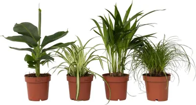 Produktbild von Tierfreundlichen Zimmerpflanzen - 4 Stk - Pet Friendy Mix - Höhe 25-40cm - ⌀12cm