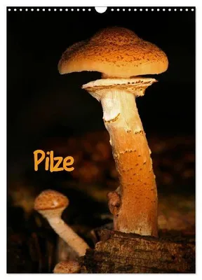 Produktbild von Pilze (Wandkalender 2025 DIN A3 hoch), CALVENDO Monatskalender