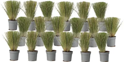 Image de Herbe aux plumes - Set de 18 - Stipa tenuifolia 'Pony Tails' - H20-30cm - ⌀9cm