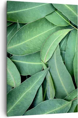 Produktbild von Bild auf Leinwand - Leinwandbild - Einteilig - Blätter Eukalyptus Natur - 70x100cm - Wand Bild - Wanddeko - Wandbilder - Leinwanddruck - Wanddekoration - Leinwand bilder - Wandbild - PA70x100-4933