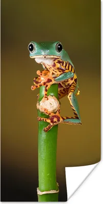 Produktbild von MuchoWow® Poster Frosch auf grüner Pflanze, Nahaufnahme 20x40 cm - Plakat - Foto