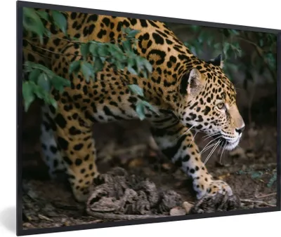 Produktbild von MuchoWow® MuchoWow® Gerahmtes Poster Schleichender Jaguar im Wald 30x20 cm - Poster mit zchwarzem Bilderrahmen - Kunstdruck - Bild-Poster