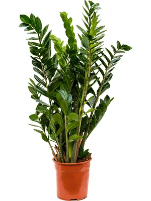 Obrázok produktu pre Nieuwkoop Europe BV Zamioculcas zamiifolia, priemer 24 cm