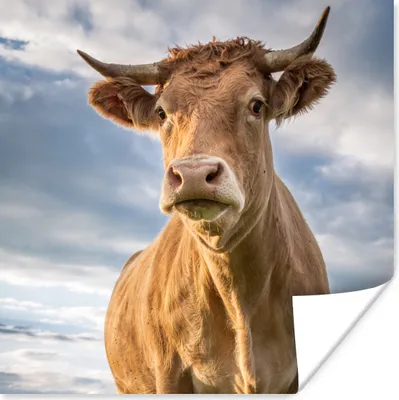 Produktbild von MuchoWow® Poster Kuh - Braun - Natur 50x50 cm - Wohnzimmerdekoration