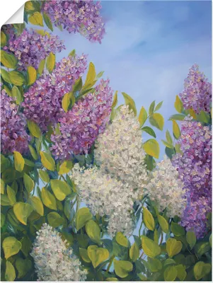Produktbild von ARTland Poster Fliederbusch Größe: 45x60 cm