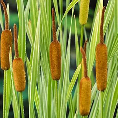 Productafbeelding van Moerings Typha Latifolia Variegatus | Bonte Lisdodde | In 9CM pot