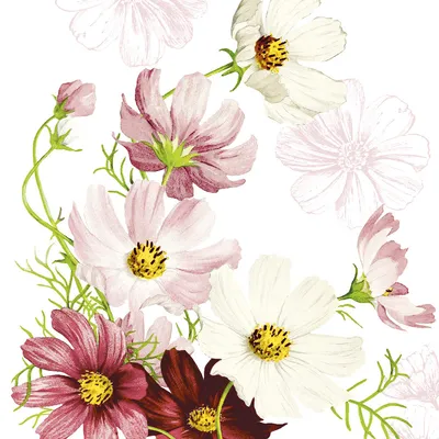 Produktbild von Airlaid Serviette Cosmea, 40 x 40 cm, 50 Stück - Mank - Floral Blumen Gerbera