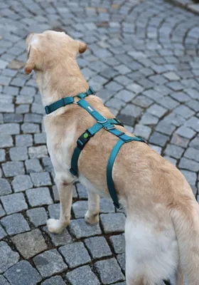 Zdjęcie produktu dla Kerbl Panikgeschirr Miami (Halsumfang 30 - 41 cm, Brustumfang 42 – 55 cm)