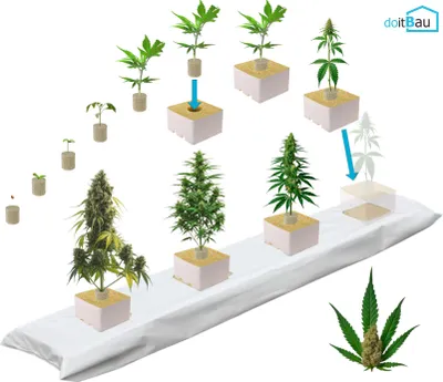 Produktbild von 150x Stecklingsstopfen, 100x Zuchtwürfel Cannabis 10x10x6,5cm, 25x Matte