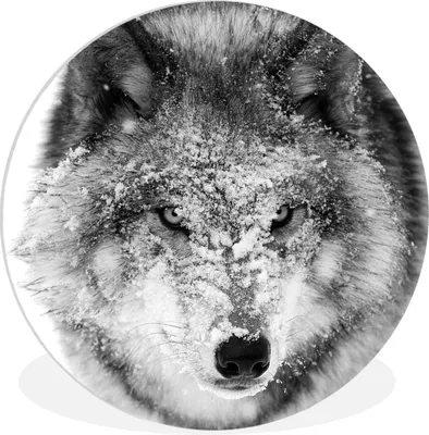 Produktbild von MuchoWow® Rundes Wandbild - Runde Bilder Wolf mit verschneitem Kopf in schwarz-weiß Ø 90 cm Kreis Wanddekoration Kunststoff - Wandkreis - Wandschmuck - Wand-Kreis - Wohnzimmer - Bild - Runde - Wanddeko - Dibond - Kunstdrucke