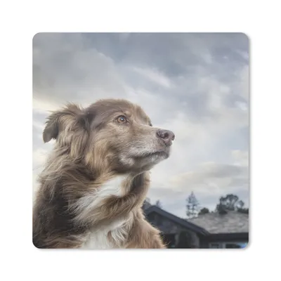 Produktbild von MuchoWow® Mauspad Mousepad Starrender Hund 20x20 cm - Mousepads - Maus Mat - Pad - Mausunterlage - Desk Mat - Bureauartikeln