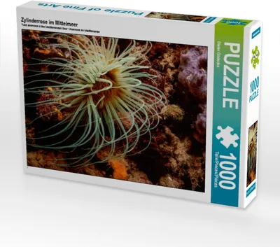 Produktbild von Calvendo Zylinderrose im Mittelmeer 1000 Teile Puzzle quer 640x480mm, Gödecke Dieter; 7404201