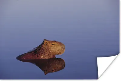 Produktbild von MuchoWow® Poster Ein Wasserschwein ruht mit geschlossenen Augen im Wasser 120x80 cm - Bilder