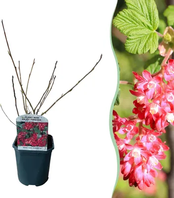 Productafbeelding van Blutjohannisbeere Ribes sanguineum 'Kind Edward' roze bloem Bienenfreundlich