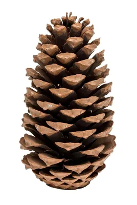 Produktbild von Pinus Maritima, Größe 10-14cm | Pinus pinaster