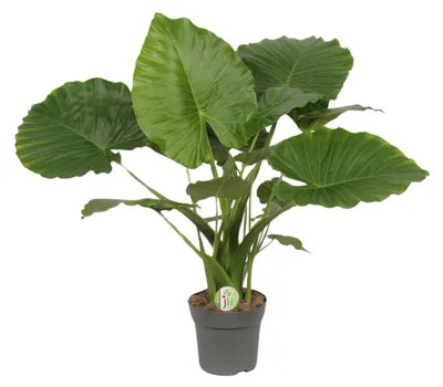 Produktbild von Alocasia Gageana Kalifornien - 70-80cm - Ø21cm - Zimmerpflanze - Immergrün