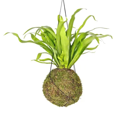 Obrázok produktu pre Gardners Kokedama Asplenium Antiqum (L)