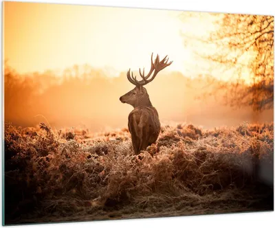 Produktbild von Bilder auf glas - Hirsch Natur Feld - 100x70cm - Glasbilder - Wandbilder - Kunstdruck - zum Aufhängen bereit - Wanddekoration aus Glas - Glas Bilder - Wandbild auf Glas - Einteilig - GAA100x70-3632