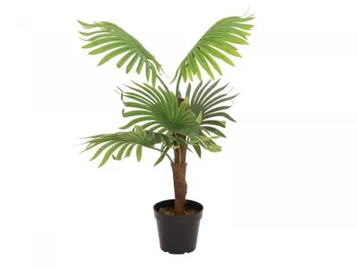 Imagen del producto de EUROPALMS, Palmera de hojas grandes, planta artificial, 88 cm (82509301)