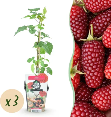 Immagine prodotto di Bacche di tayberry - Rubus Tayberry - Difficile da coltivare - 3 piante - 15-25cm - Ø9cm - Pianta da giardino