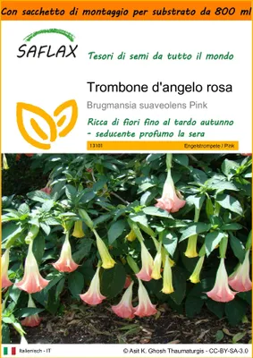 Immagine prodotto di SAFLAX Garden in the bag - Trombone d'angelo rosa - 10 semi - Brugmansia