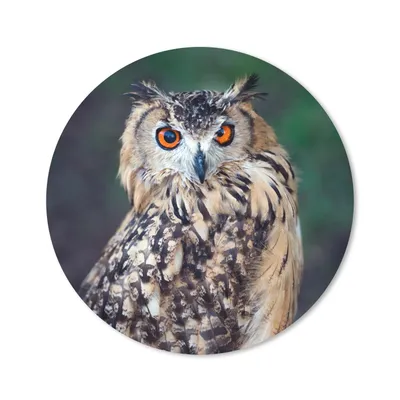 Produktbild von MuchoWow® Mauspad Mousepad Eule 20x20 cm - Mousepads - Maus Mat - Pad - Mausunterlage - Schreibtischmatte