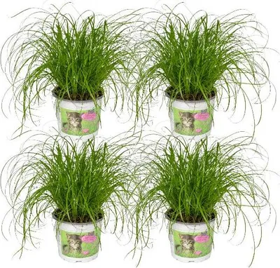 Obrázek produktu pro Kočičí tráva Cyperus alternifolius, pokojová rostlina, průměr 12 cm, výška 20 cm, zdravá zeleň