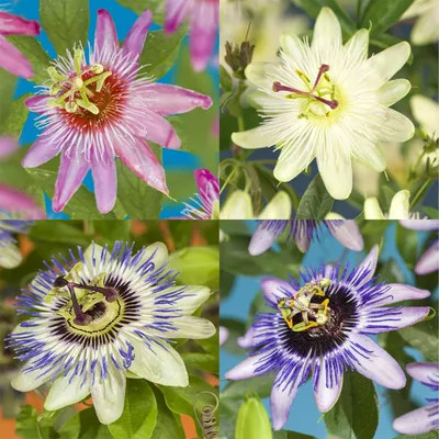 Image de Passiflora Rainbow, lot de 4 plants