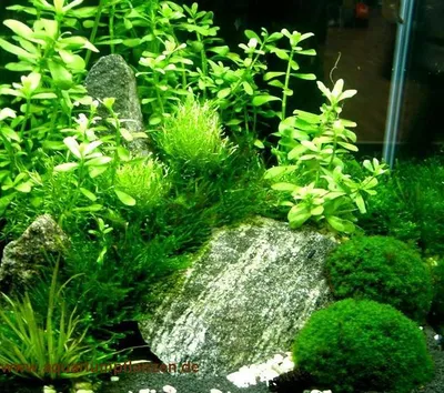 Produktbild von Nano 7, Aquarien Pflanzen Set, Nanoaquarium 20-30l