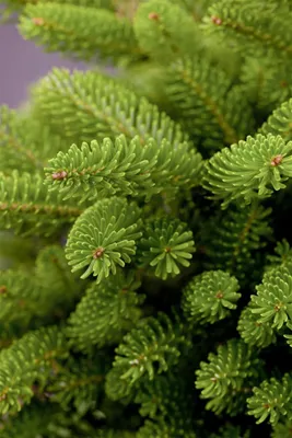 Produktbild von Abies koreana 'Molli', Koreanische Tanne, kompakt, 20–30 cm