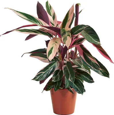 Produktbild von Zimmerpflanze Calathea Triostar, 50 cm hoch, Topf 19 cm, luftreinigend, spektakuläre Blattzeichnung