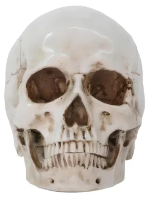 Immagine prodotto di Cranio anatomico RESTEQ 19x14x16cm mandibola mobile modello umano