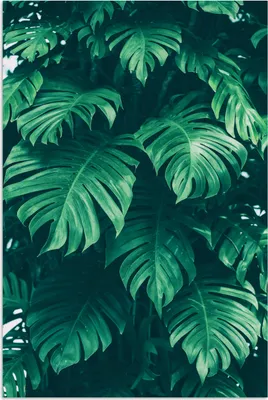 Produktbild von MuchoWow® Poster Monstera - Blätter - Pflanzen - Dschungel - Natur 20x30 cm - Papierdruck