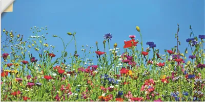 Produktbild von ARTland Wandbild, selbstklebend Blumenwiese II Größe: 60x30 cm
