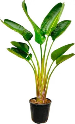 Produktbild von Famanu Strelitzia Augusta - 150-160 cm - Ø28