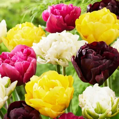 Productafbeelding van Winterharde, meerjarige tulpenbollen - Dubbelbloeiende lentesoorten - Mix van 25 bloembollen - Planten afkomstig uit Nederland - Bollen voor tuin, potten en balkon (grote knollen, geen zaad, niet kunstmatig)