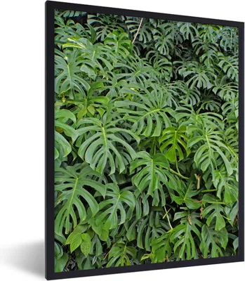 Produktbild von MuchoWow® Gerahmtes Poster Ein Haufen von Monsterpflanzen 60x80 cm - Poster mit Schwarzem Bilderrahmen Wandposter Rahmen Foto Bilder - Premium - Wanddeko Wohnzimmer