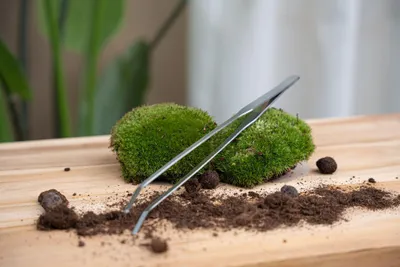 Produktbild von Terrarienpinzette - Edelstahl - 26cm - Lange Greifpinzette für Terrarium &