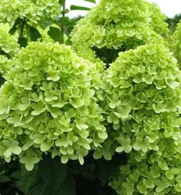 Produktbild von Rispenhortensie ´MOJITO®´ 20-30 cm, Cont. 1,4 l