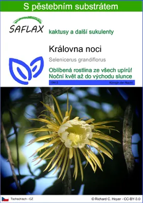 Obrázek produktu pro SAFLAX - královna noci - Selenicerus grandiflorus - 40 Semena - S pěstebním substrátem bez klíčků