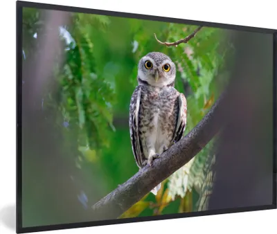 Produktbild von MuchoWow® MuchoWow® Gerahmtes Poster Eule auf Ast sitzend 30x20 cm - Poster mit zchwarzem Bilderrahmen - Kunstdruck - Bild-Poster