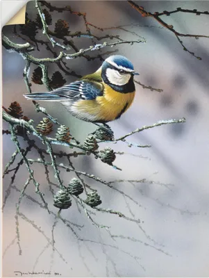 Produktbild von ARTland Wandbild, selbstklebend Vogel im Tannenbaum Größe: 60x80 cm